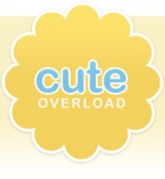 Cute_Overload